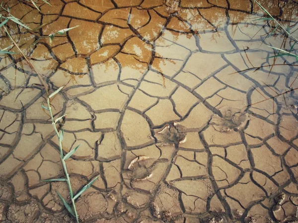 Água no solo seco rachado  — Fotografia de Stock